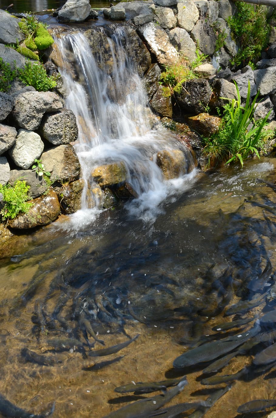 fish, water, stone, rock, motion, solid, nature, beauty in nature HD wallpaper