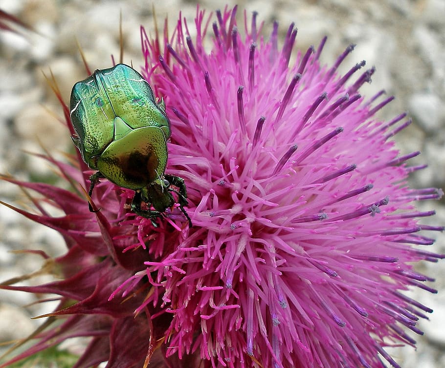 beetle, insect, flower, nature, invertebrate, flowering plant HD wallpaper