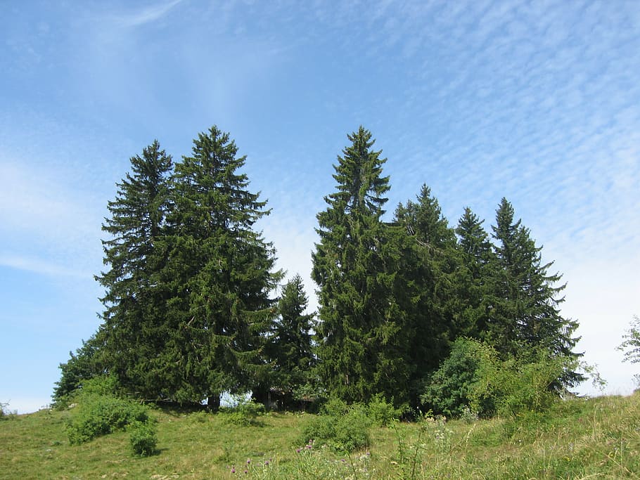 fir, sky, trees, nature, green, mountain, field, landscape HD wallpaper