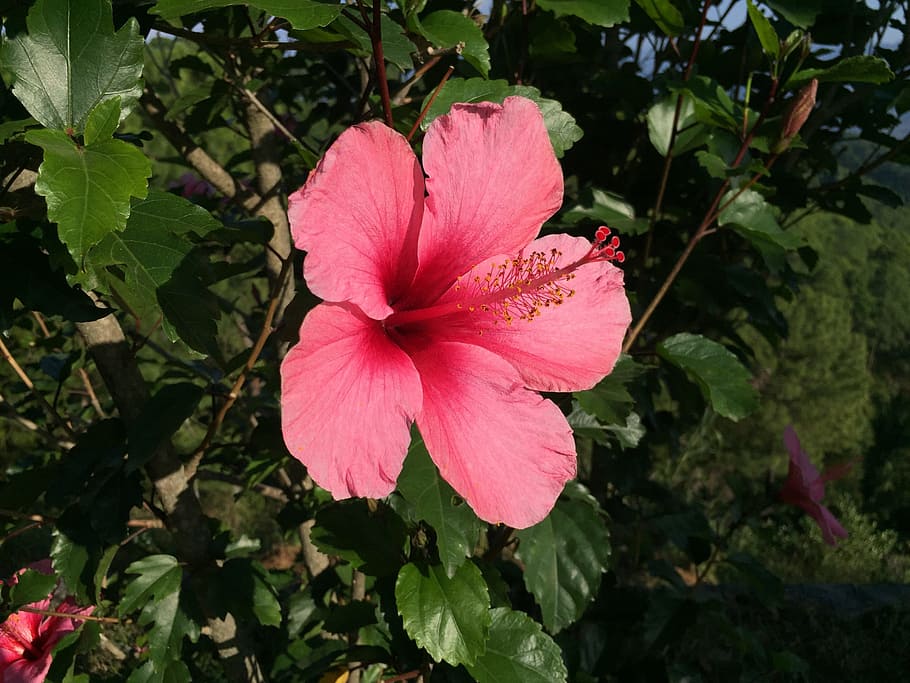ibiscus, flower, nature, flowering plant, fragility, petal HD wallpaper