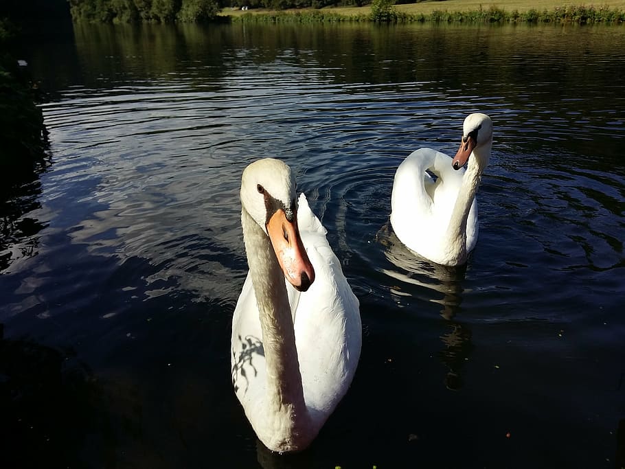 lahn, river, nature, waters, germany, swan, landscape, bank HD wallpaper