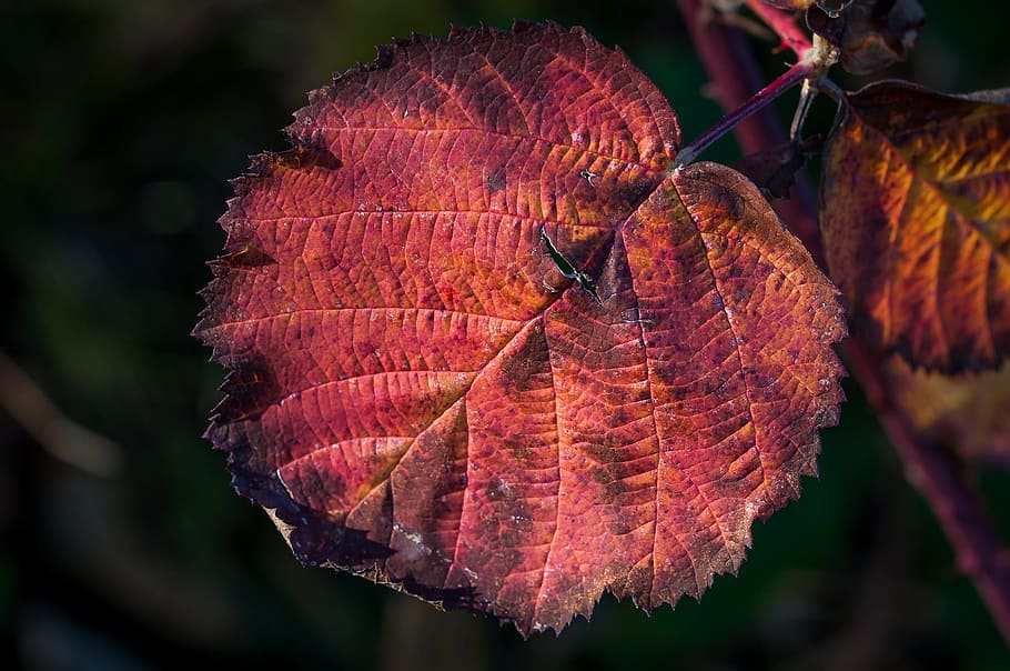 leaf, autumn, dry, leaves, fall foliage, foliage leaf, red HD wallpaper
