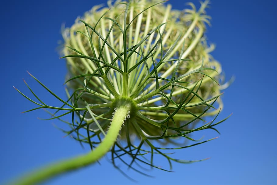 sheep sheaf, weed, close, sky, blue, plant, faded, perspective HD wallpaper