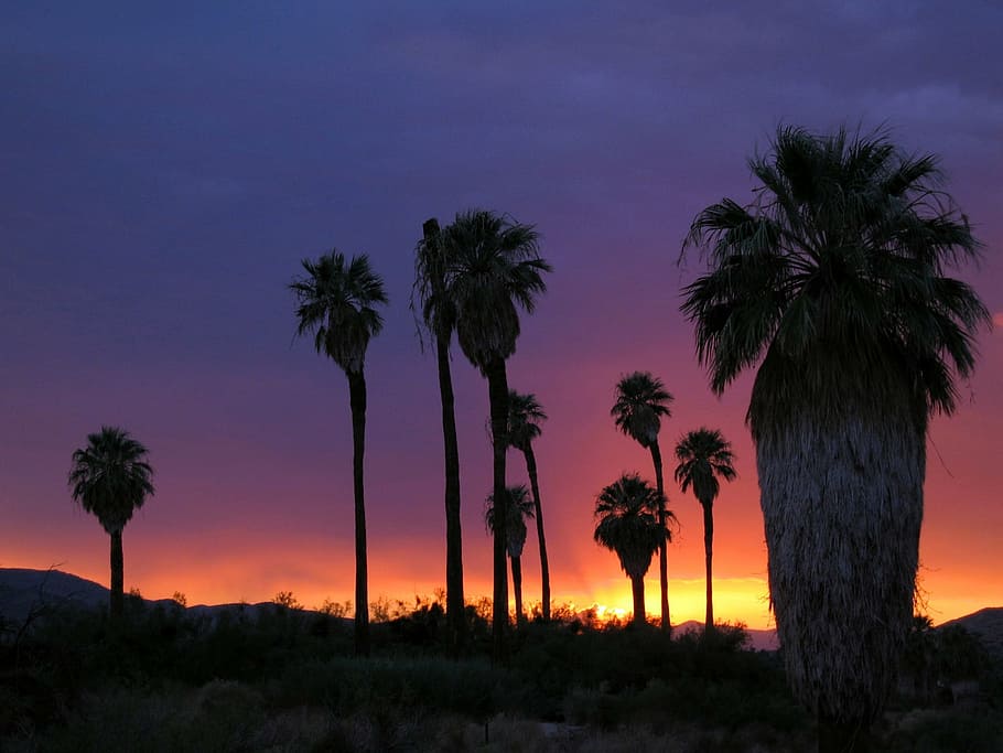 desert, sunset, trees, landscape, evening, night, twilight HD wallpaper