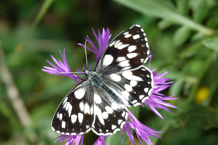 black and white butterfly perched on purple flower in close-up photography HD wallpaper