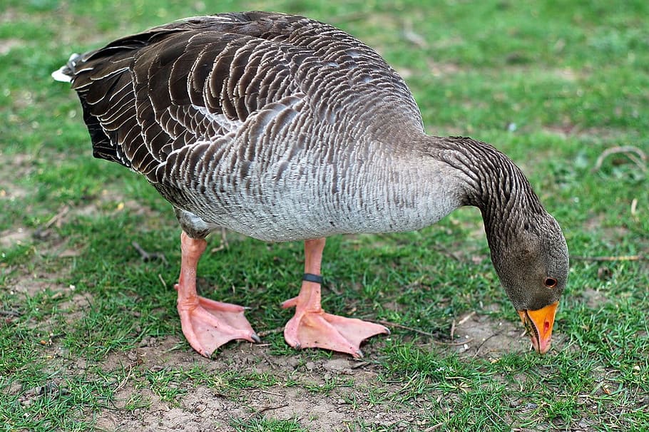 bird, goose, grass, park, eating, hungry, animal themes, vertebrate HD wallpaper