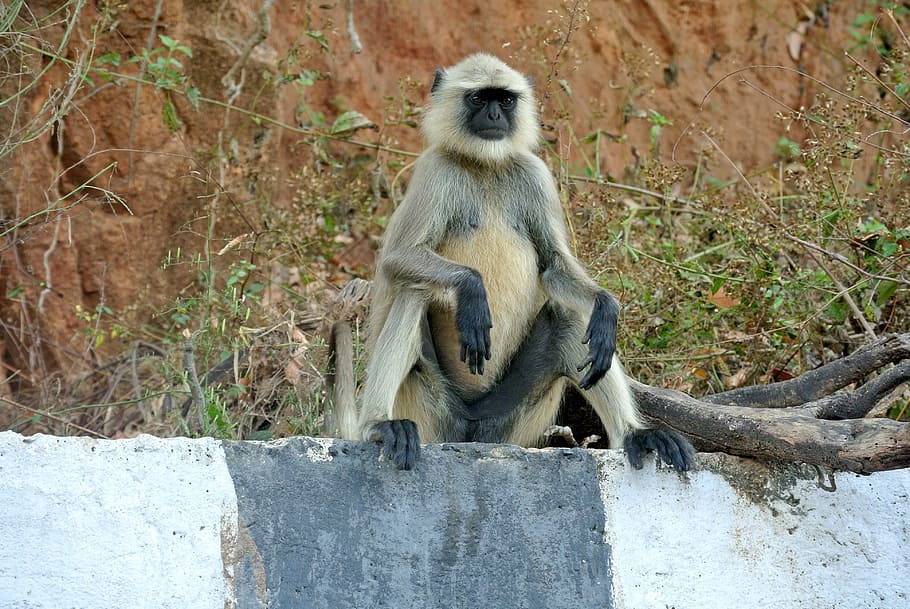 gray langur, monkey, india, wildlife, primate, mammal, grey HD wallpaper
