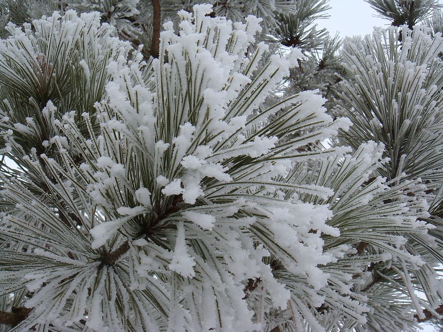 frost, snow, pine needles, winter, cold, tree, branch, forest HD wallpaper