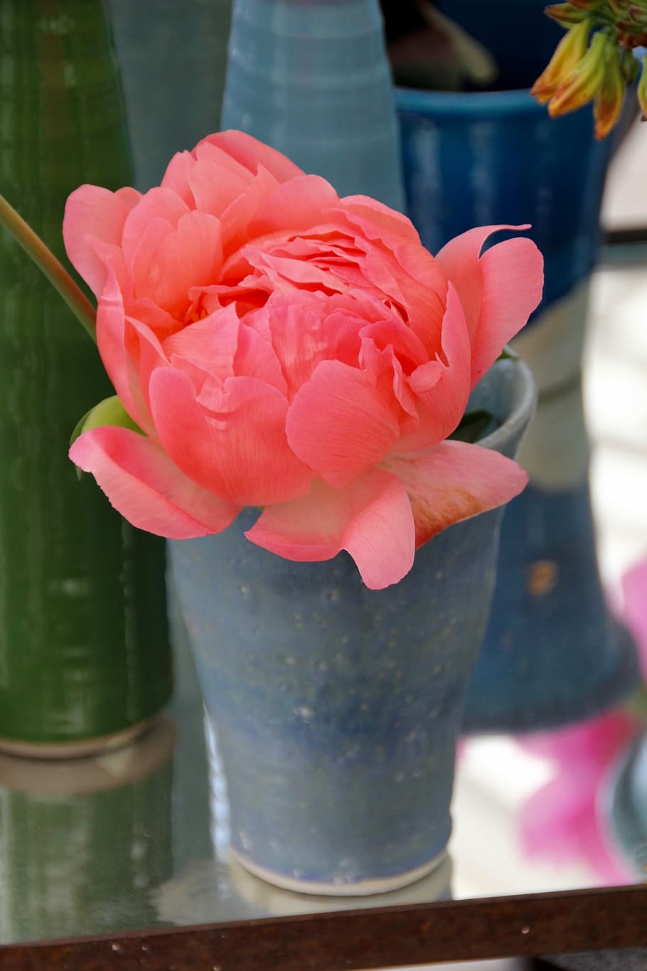 paeonia, peony, blossom, bloom, pink, pentecost rosengewächs, HD wallpaper