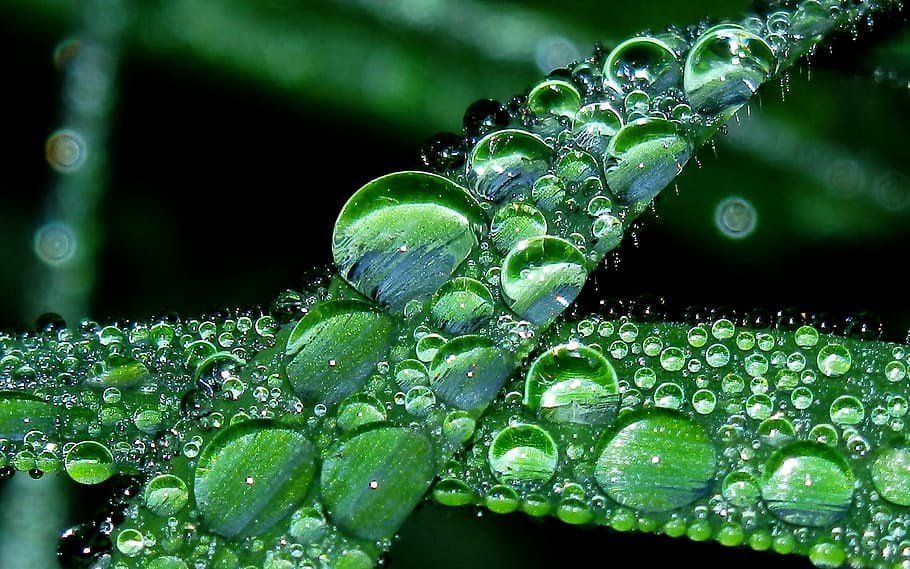 close up photography of dew drops on green plant, water, water drop HD wallpaper