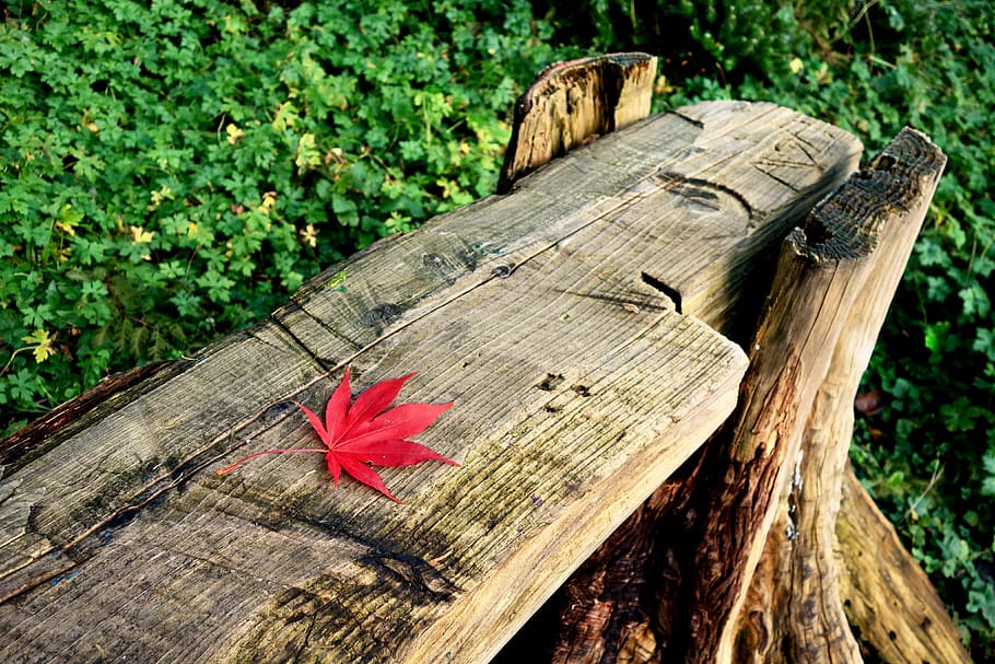 bench, log bench, seat, park, outdoor furniture, leaf, maple lead HD wallpaper