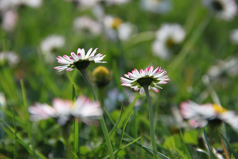 Daisy, Meadow, Spring, Flower, flower meadow, green, white HD wallpaper
