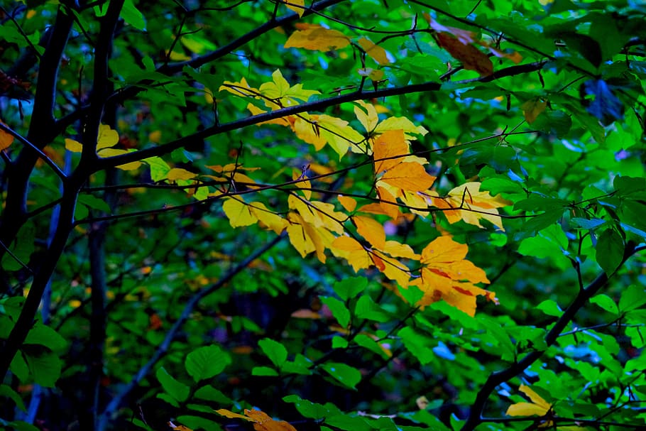 fall foliage, deciduous tree, autumn, leaves, yellow, green, HD wallpaper