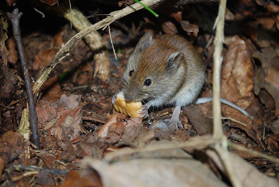 mouse, cute, eating, mice, hungry, one animal, animal themes HD wallpaper