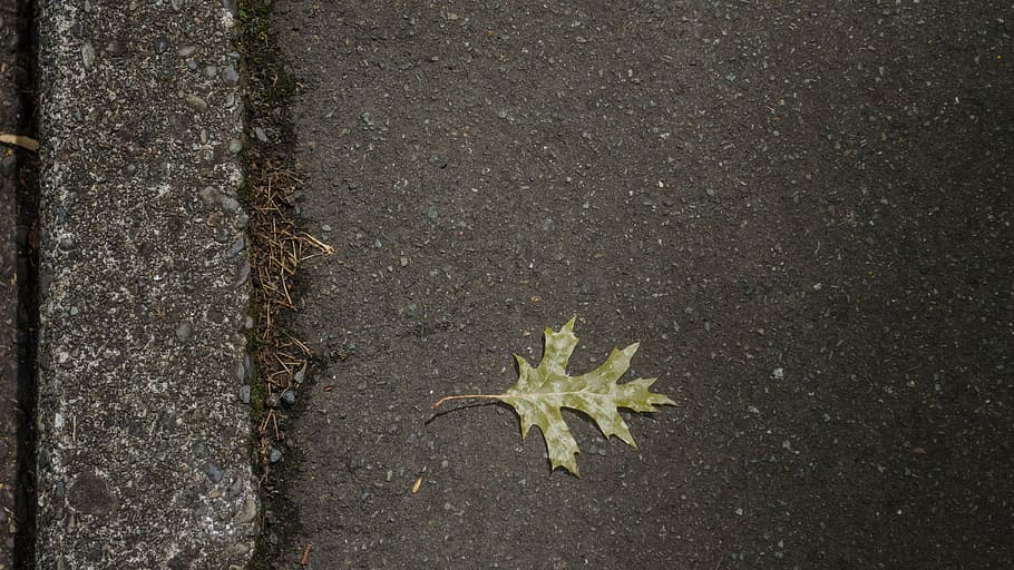 leaf, tree, green, leaves, trees, nature, path, autumn leaves HD wallpaper