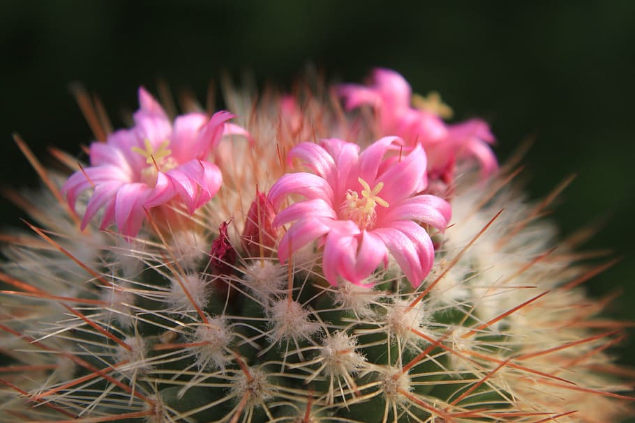 beautiful, cacti, cactus, flowers, pink, small, plants, flowering plant HD wallpaper