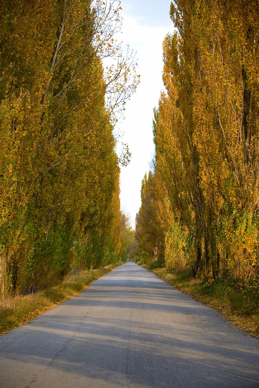 path, infinity, nature, the way forward, direction, tree, plant HD wallpaper