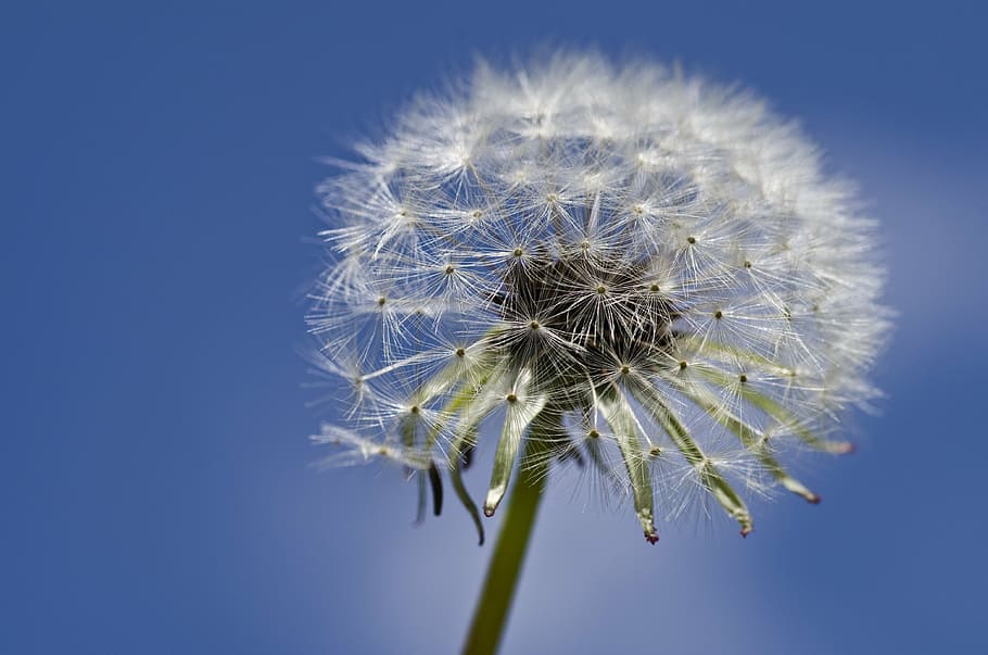 selective focus photography of white dandelion flower at daytime HD wallpaper