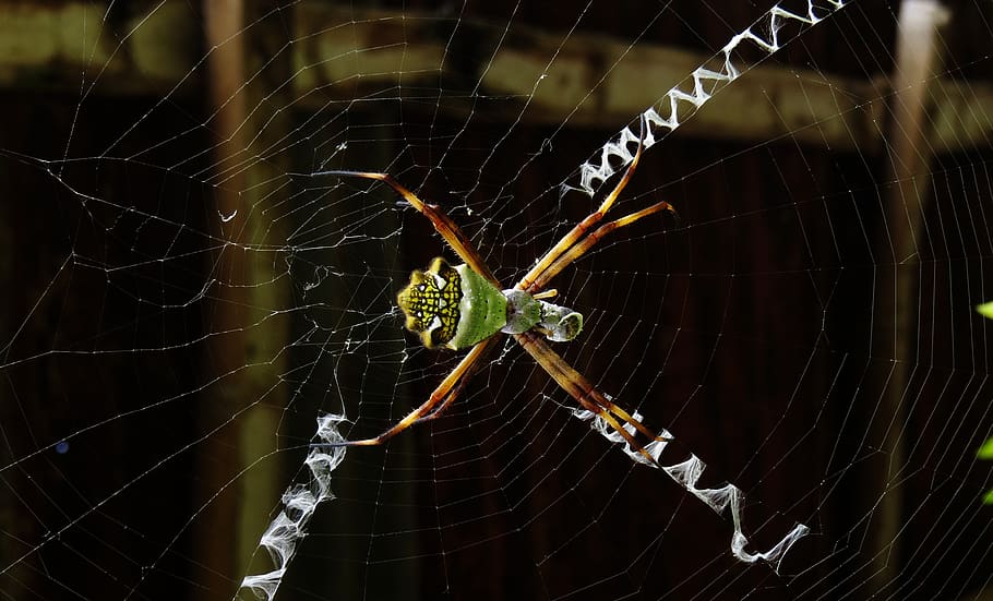 macro, insect, web, colombia, spider web, fragility, animal themes HD wallpaper