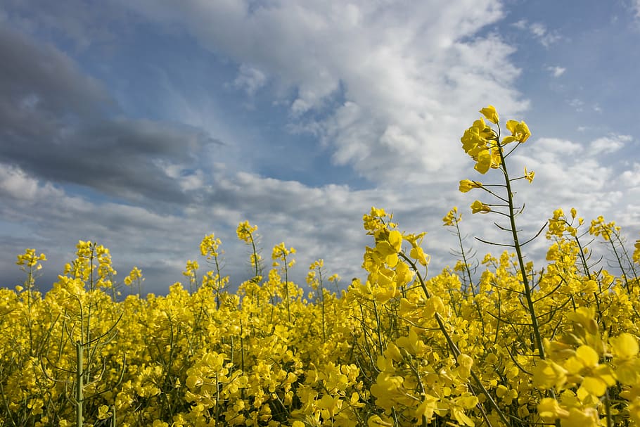 oilseed rape, field, dramatic clouds, arable, yellow, nature HD wallpaper