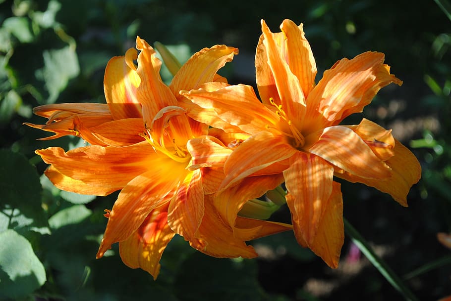 lilies, spring, flowers, nature, plant, petal, yellow, close-up HD wallpaper