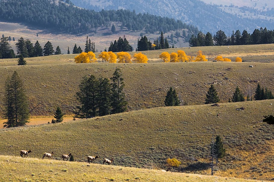 Elk, Herd, Landscape, Scenic, Outdoors, elk herd, nature, wilderness, HD wallpaper