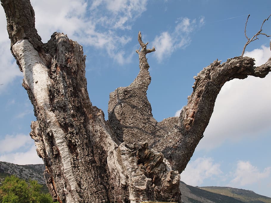 trunk, tree, death, sky, tree trunk, old, branch, wood bark HD wallpaper