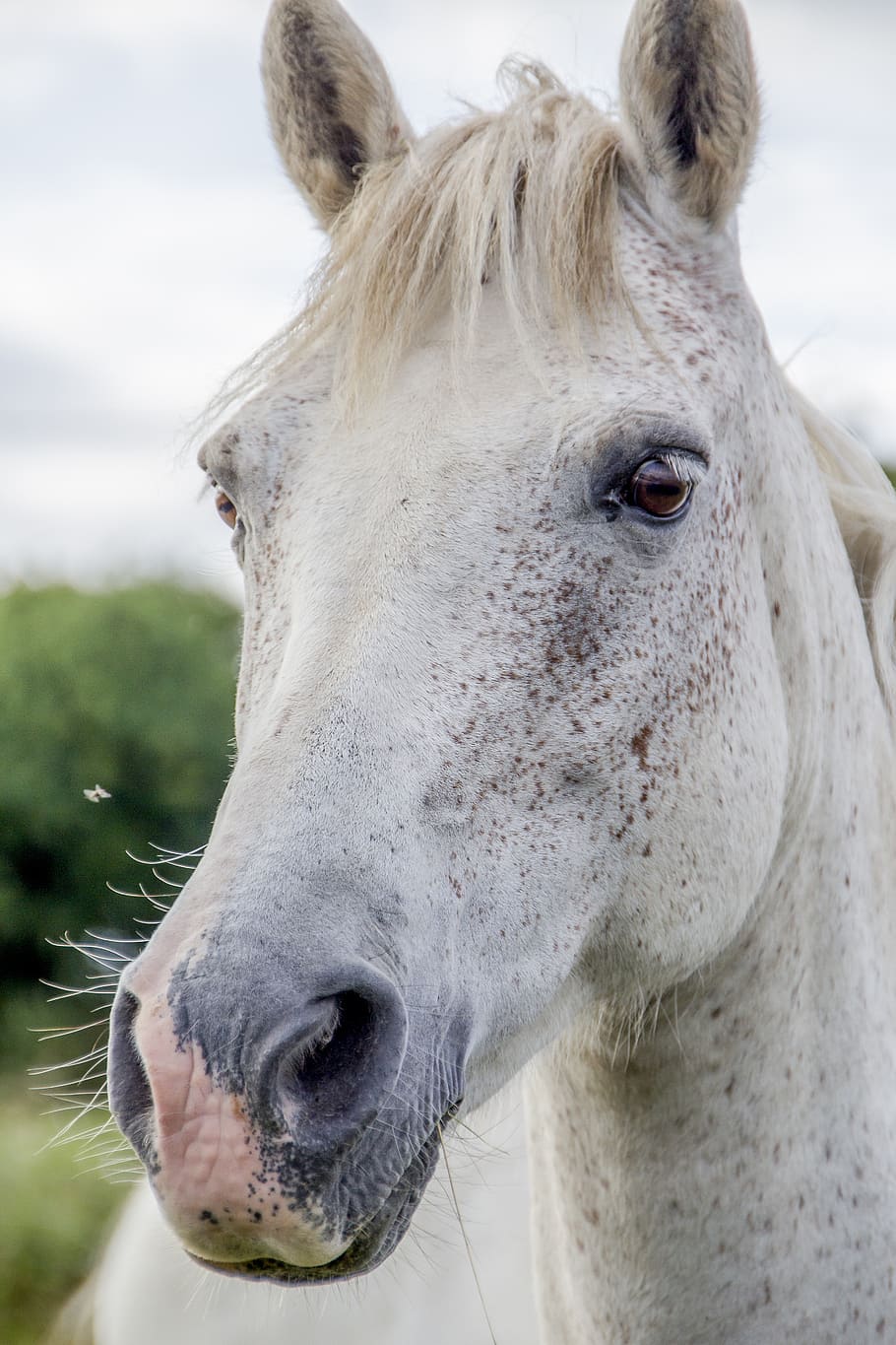 selective focus photo of white horse, irish horse, black, equine, HD wallpaper