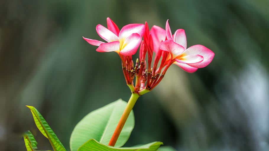 plumeria, flower, rubra, frangipani, red, white, petal, delicate, HD wallpaper