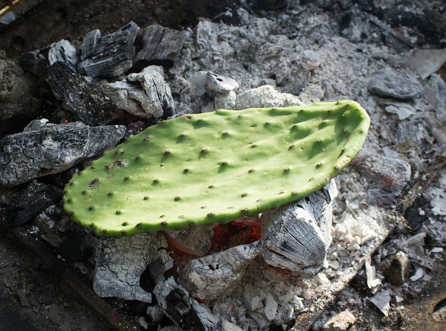 cactus, prickly pear, leaf, coals, cooking, nature, thorn, succulent HD wallpaper