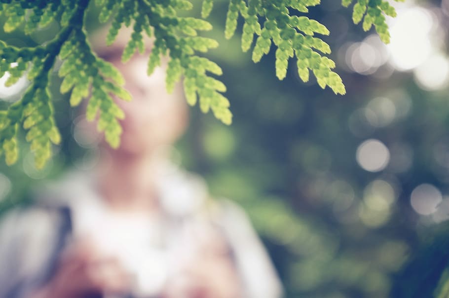 green leafed plant, bokeh photography of green leaves, branch HD wallpaper