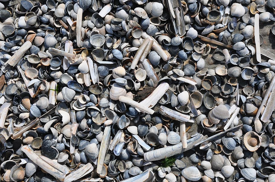 shells, beach, nature, sea, background, shelling, sea shells HD wallpaper