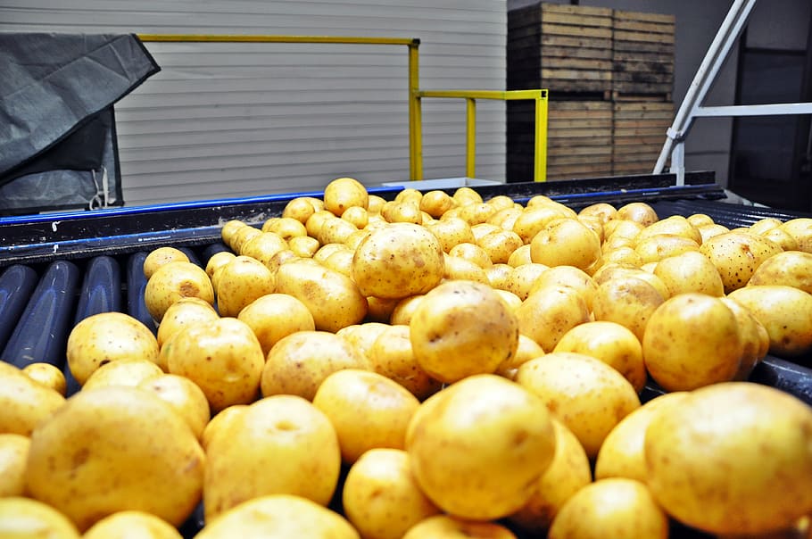potatoes, sorting, washing vegetables, bulb, food, food and drink HD wallpaper