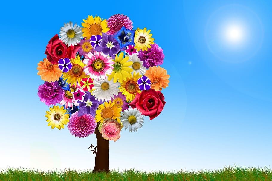 assorted-colored flower tree at daytime wallpaper, flowers, harmony, HD wallpaper