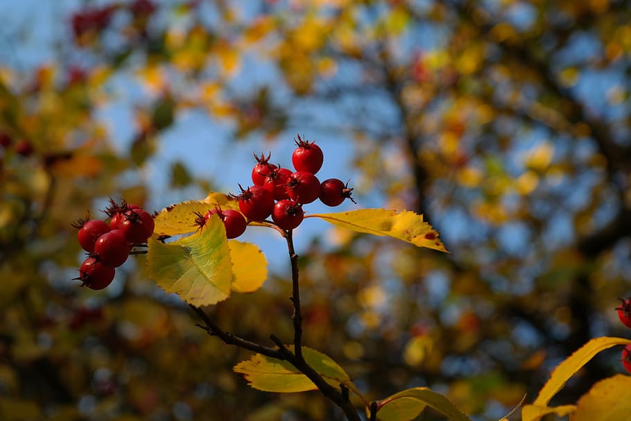 berries, fruits, red, tree, leaves, berry red, leather leaf weißdorn