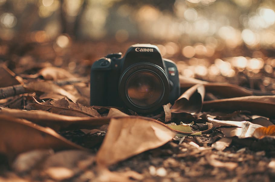 Canon DSLR Camera, depth of field, dry leaves, fall, ground, lens, HD wallpaper