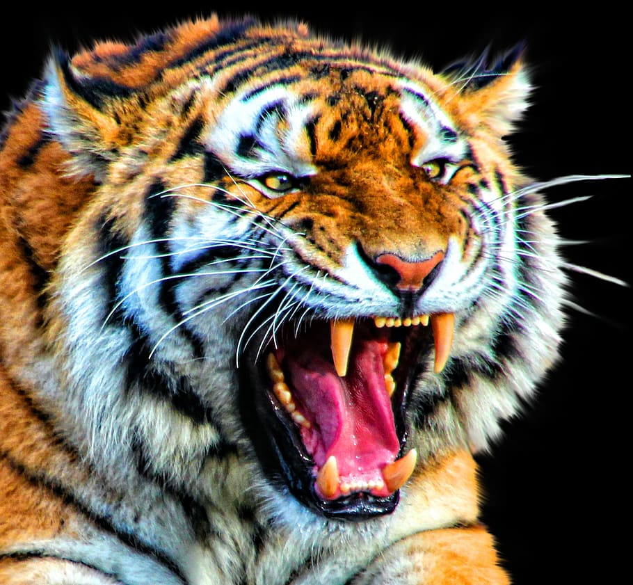 photo of tiger, cat, animal, nature, big, wildlife, mammal, feline