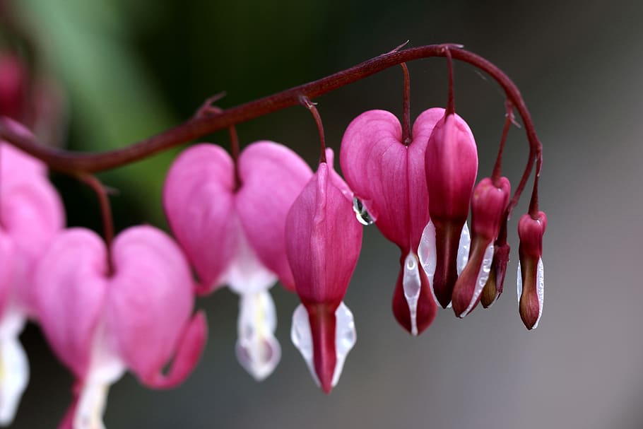 hearts, spring, pink, macro, flower, a garden plant, rosa, closeup, HD wallpaper
