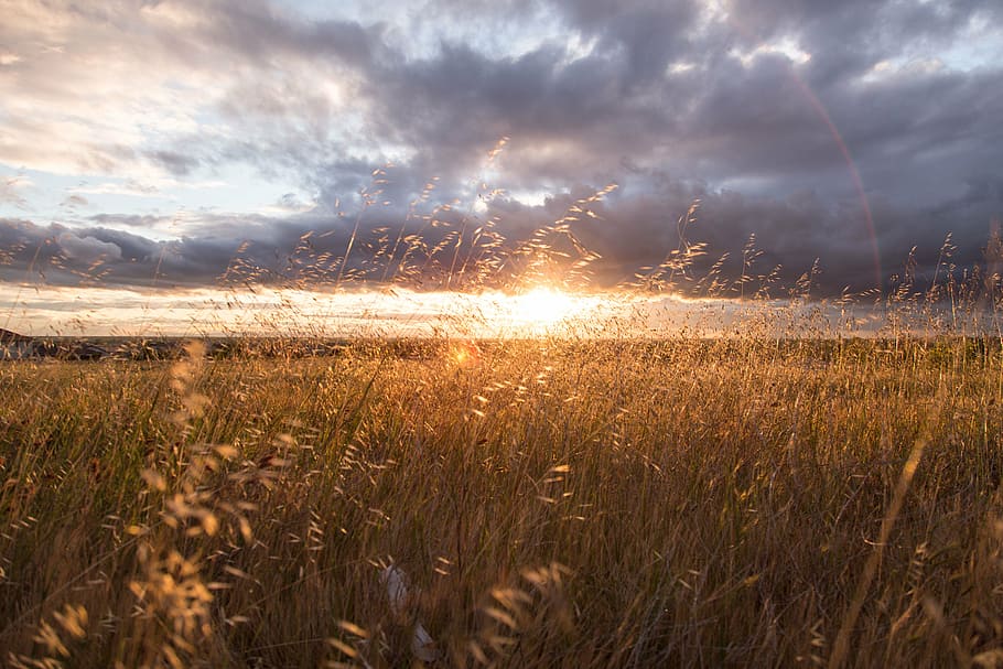 grass field during sunrise, brown, linear, gray, clouds, golden HD wallpaper