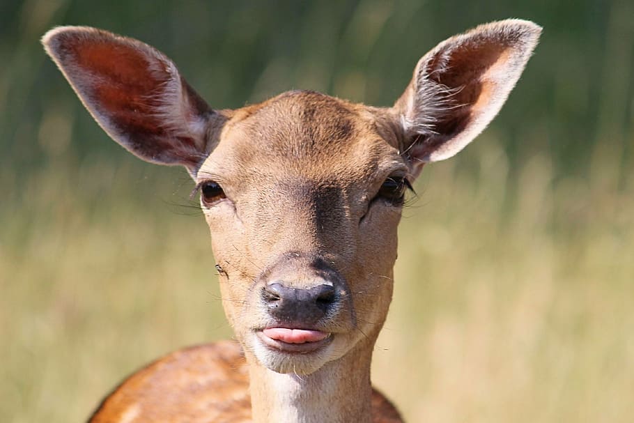 macro photography of brown deer, roe deer, fallow deer, scheu, HD wallpaper