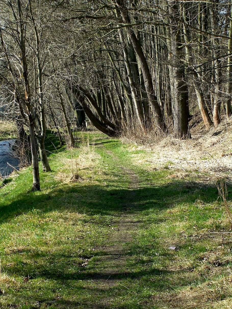 forest, away, forest path, trail, nature, hiking, hike, on foot HD wallpaper