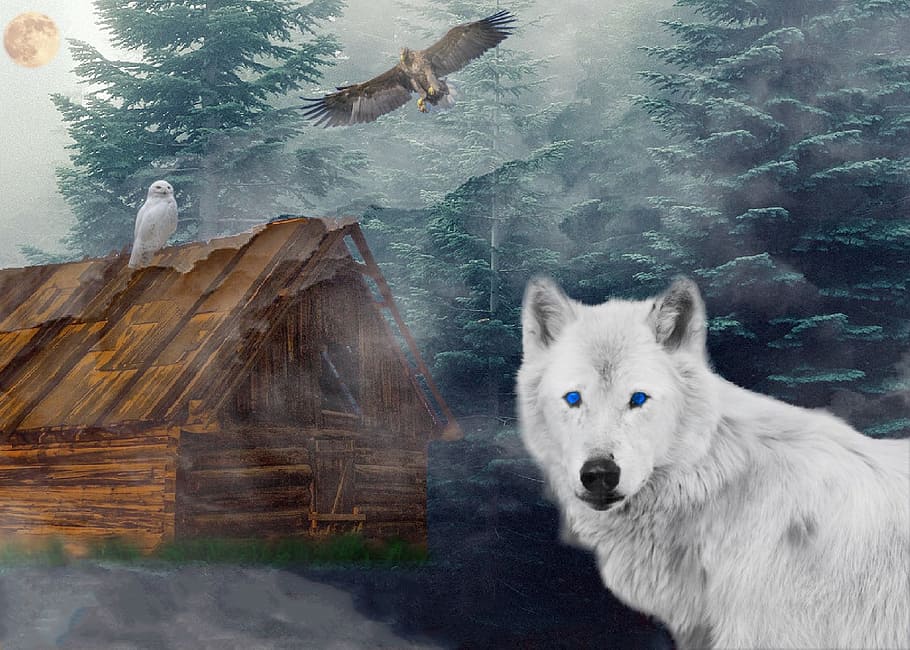 white wolf and wood shack, adler, owl, forest, hut, fog, moon HD wallpaper
