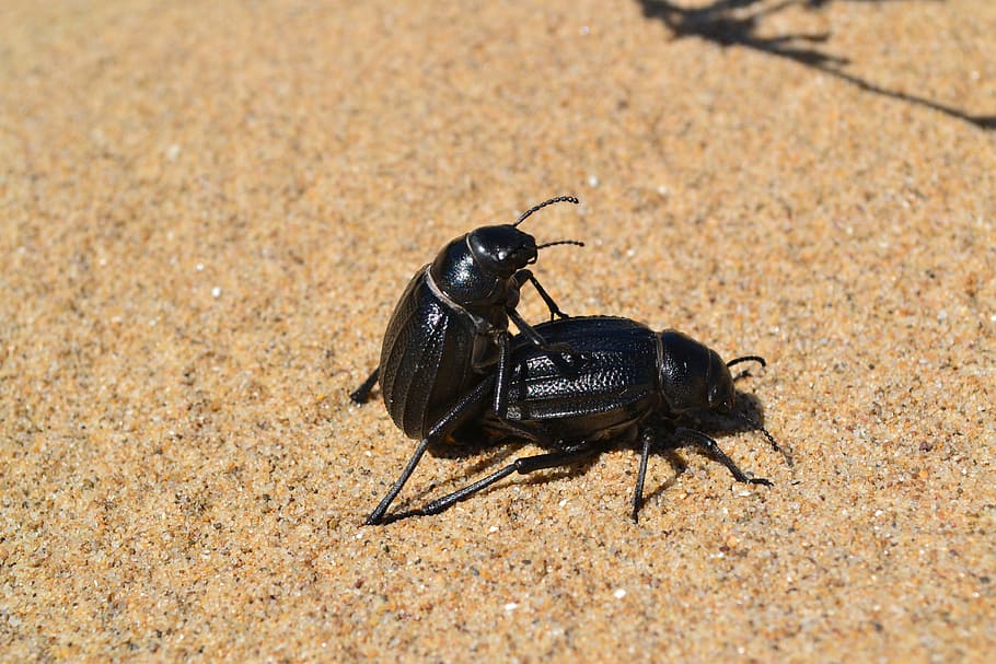 insect, cockroach, beach, sand, invertebrate, animal wildlife HD wallpaper