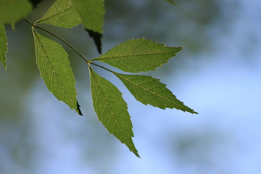 leaves, branch, green, reverse light, tree, nature, blue, leaf HD wallpaper