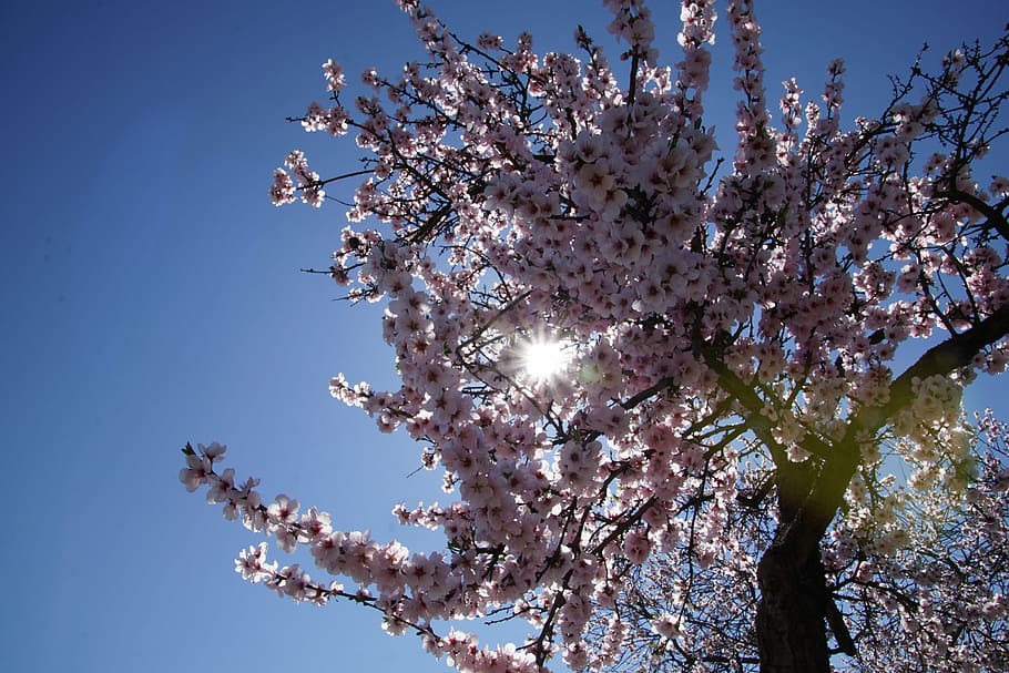 Almond, Blossom, Palatinate, almond blossom, gimmeldingen, spring, HD wallpaper