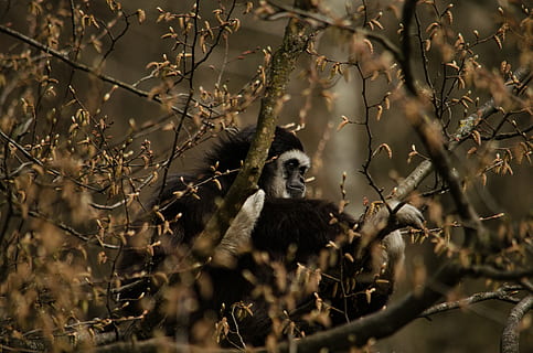 gibbon, monkey, tree, primate, zoo, white-handed gibbon, wildlife HD wallpaper