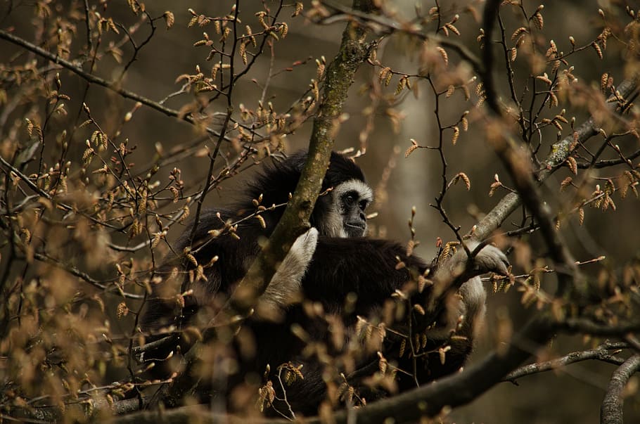gibbon, monkey, tree, primate, zoo, white-handed gibbon, wildlife HD wallpaper