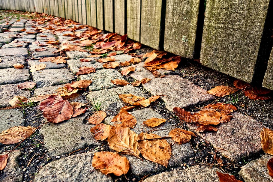 cobbles, stone, path, walkway, leaves, autumn leaves, fallen leaves HD wallpaper