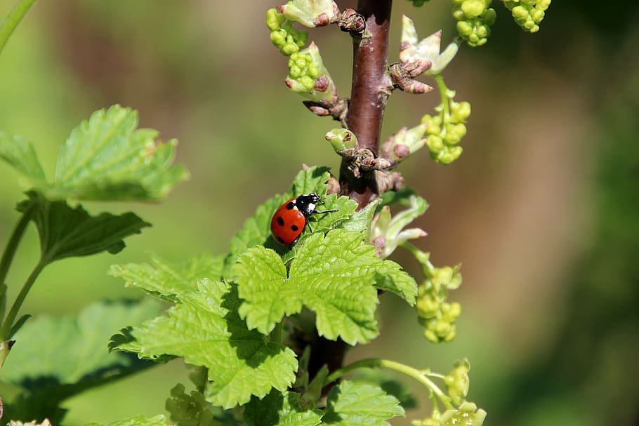 nature, spring, bug, ladybug, blossom, bush, insect, leaf, plant HD wallpaper