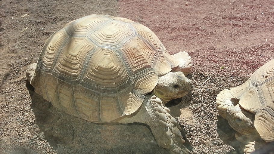 turtle, animals, animal world, shell, old, slow, nature, tortoise HD wallpaper